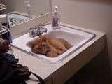 Solomon In Sink 1